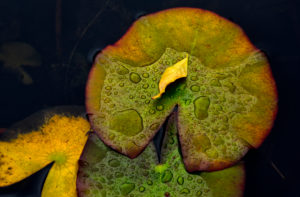 Europe, Germany, Hesse, Marburger Land, autumn colored water lily leaves on dark water Europe, Germany, Hesse, Marburger Land, autumn colored water lily leaves on dark water